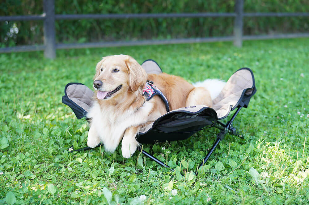 新発売”ビッグドッグコット”で愛犬の特等席を作りませんか？